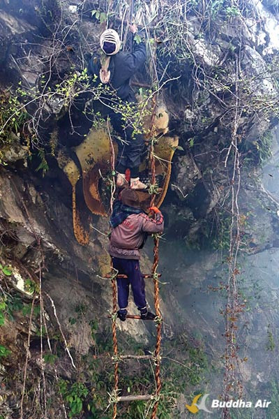 Wild Honey Hunting at Saangkina Cliff